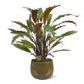 Calathea Red kunstplant 60cm