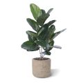 Ficus Audrey kunstplant 60cm