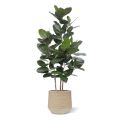 Ficus Audrey kunstplant 160cm