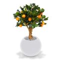 Sinaasappel Bonsai kunstboom op voet 65cm