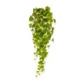 Populier kunst hangplant 80cm