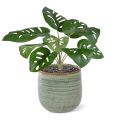 Monstera Adonsonii kunstplant 30cm