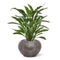 Calathea Leopardina kunstplant 60cm