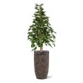 Ficus Exotica kunstplant 120cm - groen