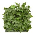 Hedera kunstmat 25x25cm - UV bestendig