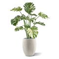 Monstera Deliciosa kunstplant 110m - groen/bont