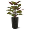 Red Calathea Makoyana kunstplant 60cm