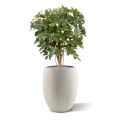 Schefflera kunstplant 80cm
