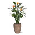Strelitzia Deluxe kunstplant 145 cm
