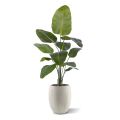 Strelitzia Nicolai kunstplant 150cm