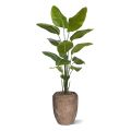 Strelitzia Nicolai kunstplant 175cm