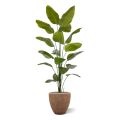 Strelitzia Nicolai kunstplant 225cm