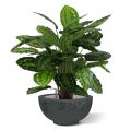 Calathea Rosea Picta kunstplant 80cm