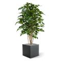 Ficus Exotica deluxe kunstplant 125cm - groen