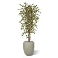 Ficus Hawai kunstboom 150cm