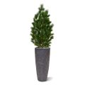 Pinus deluxe XL kunstplant 130cm - UV bestendig