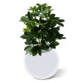 Raam Schefflera kunstplant 50cm