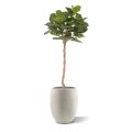 Royal Lyrata kunstboom op stam 120cm