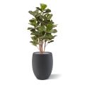 Royal Lyrata kunstplant 105 cm