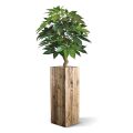 Schefflera Amate deluxe kunstplant 105cm