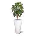 Schefflera kunstplant op voet 65cm