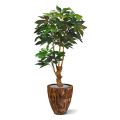 Scheflera Amate deluxe kunstboom 165cm
