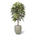 Scheflera Amate kunstboom 150cm